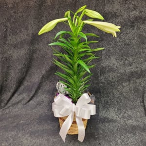 EASTER LILY 1 STEM 6+ BLOOMS Flower Bouquet