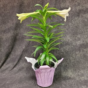 EASTER LILY 1 STEM 4-5 BLOOMS Flower Bouquet