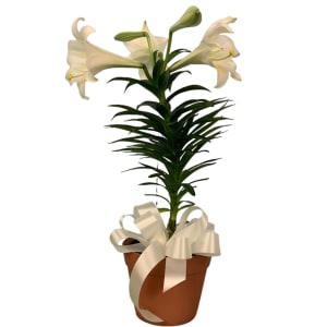 Easter Lily Flower Bouquet