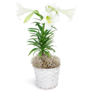 Easter Lily Basket Flower Bouquet