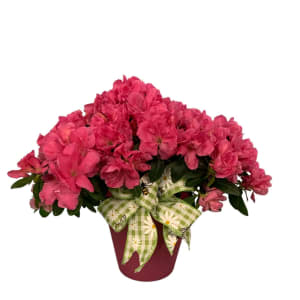 Azaleas Flower Bouquet