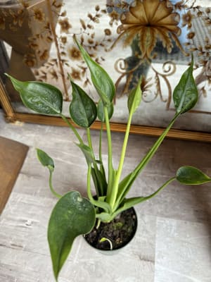 Tiny Dancer Flower Bouquet