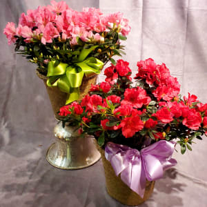 Flowering Azalea Plant Flower Bouquet