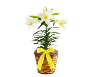 Easter Lilly Flower Bouquet