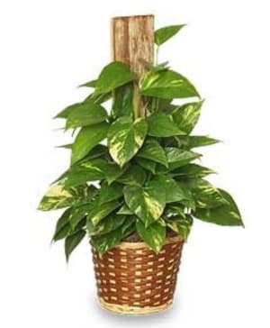 Golden Pothos Flower Bouquet