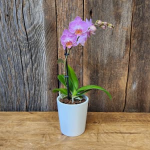 LIVE Purple Orchid LLO Flower Bouquet