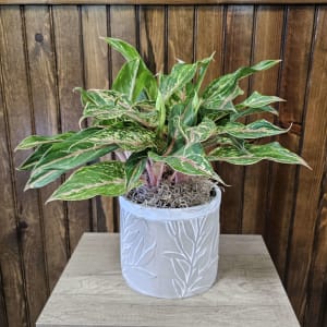 6" Aglaonema Flower Bouquet