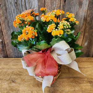 Kalanchoe LIVE Orange Flower Bouquet