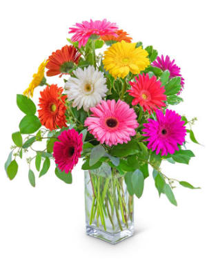 One Dozen Dashing Gerbera Flower Bouquet