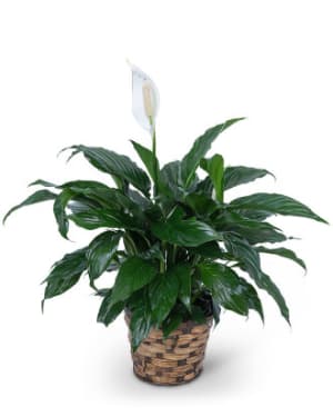 Peace Lily Plant Flower Bouquet