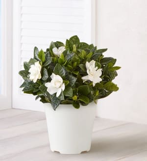 Blooming Gardenia Plant Flower Bouquet