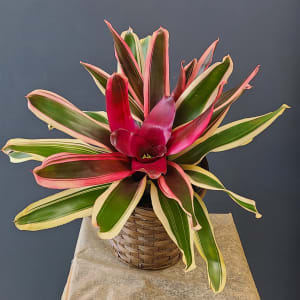 Tri Color Bromeliad Flower Bouquet