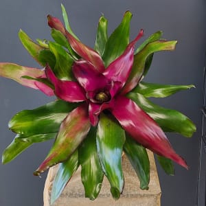 Bromeliad Flower Bouquet