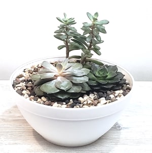 Succulent Serenity Planter Flower Arrangement Succulent Serenity Planter Flower Bouquet