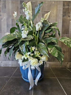 Potted Peace Lily-Premium