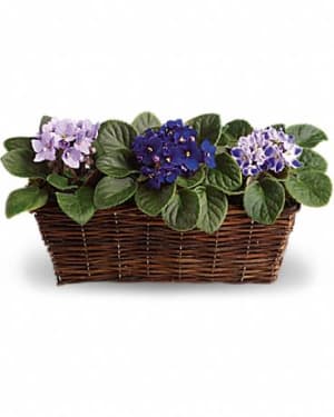 Sweet Violet Trio Flower Bouquet