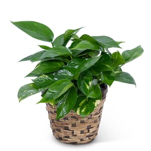 POTHOS PLANT IN BASKET Flower Bouquet