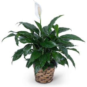 PEACE LILY PLANT Flower Bouquet