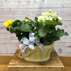 Brilliant Begonia Plant Flower Bouquet