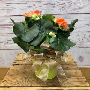 Brilliant Begonia Plant Flower Bouquet