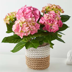 Pink Hydrangea Pop Flower Bouquet