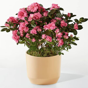 Pink Azalea Sparkle Flower Bouquet