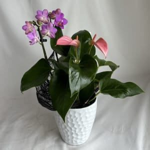 Mini Orchid Planter Flower Bouquet