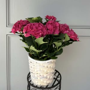 Hydrangea Plant Flower Bouquet