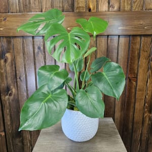 6" Monstera Plant Flower Bouquet