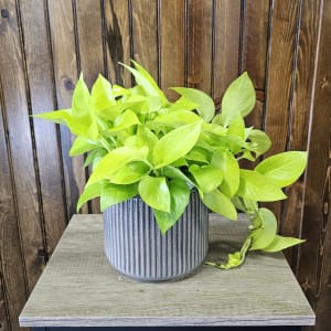 6" Neon Pothos Flower Bouquet