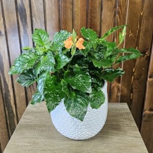 6" Crossandra Flower Bouquet