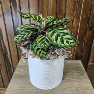 Prayer Plant Flower Bouquet