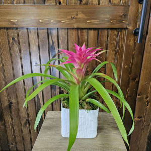 6" Bromeliad Flower Bouquet