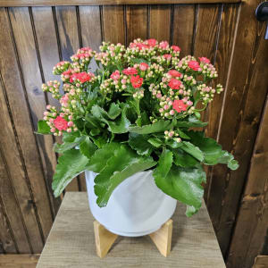 6" Kalanchoe Flower Bouquet