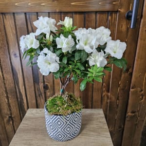 Azalea Tree Flower Bouquet