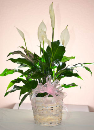 Mother's Day Peace Lily Flower Bouquet