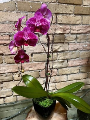 Purple Orchid in Black Ceramic Flower Bouquet