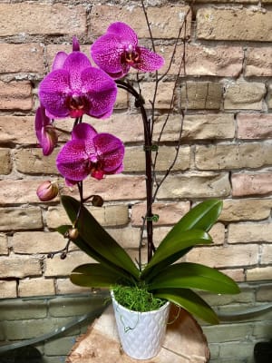 Purple Orchid in White Ceramic Flower Bouquet