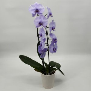 Lavender Orchid Flower Bouquet