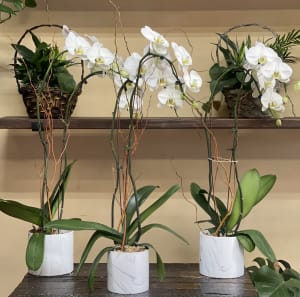 Orchid Plant  Flower Bouquet