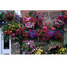 Hanging Basket Summer 2024 Flower Bouquet