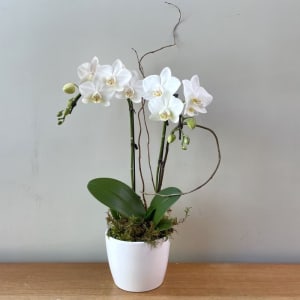 Small White Orchid Flower Bouquet