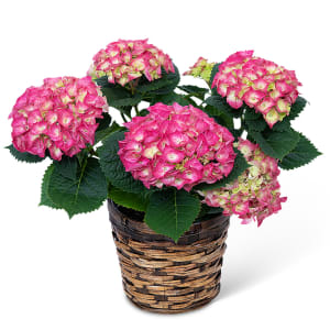 Pink Hydrangea Plant Flower Bouquet