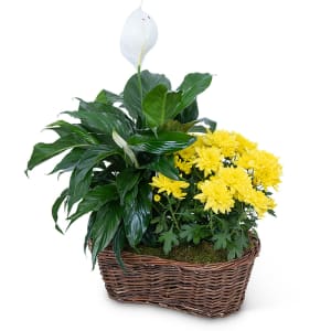 Peace Lily with Yellow Mum Plant Flower Bouquet