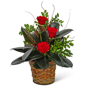 Rubber Tree Plant with Red Roses Flower Bouquet