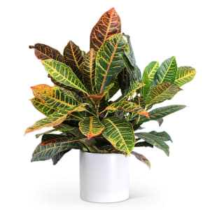 Croton Petra Plant Flower Bouquet