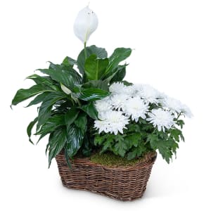 Peace Lily with White Mum Plant Flower Bouquet