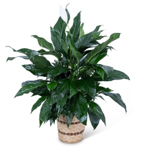 Medium Peace Lily Plant Flower Bouquet