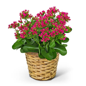 Rosy Bloom Kalanchoe Plant Flower Bouquet