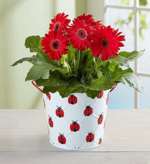 Lucky Ladybug Gerbera Daisy Plant
 Flower Bouquet